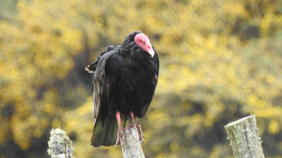 Urubu à tête rouge - ML626327288