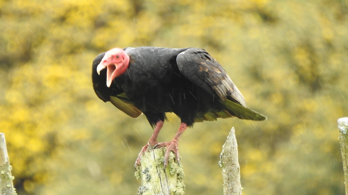 Urubu à tête rouge - ML626327289