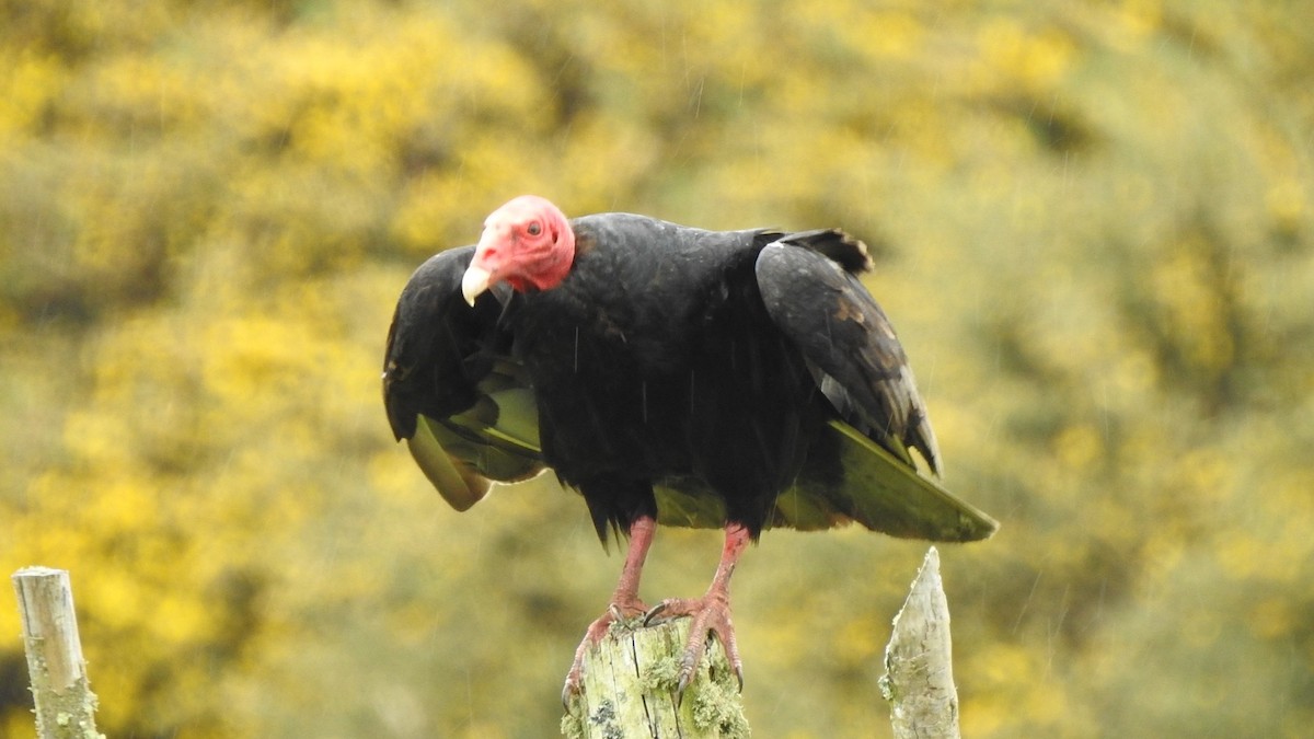 Urubu à tête rouge - ML626327290