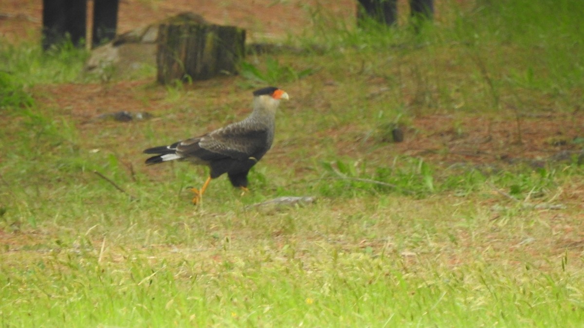 Caracara huppé - ML626327298