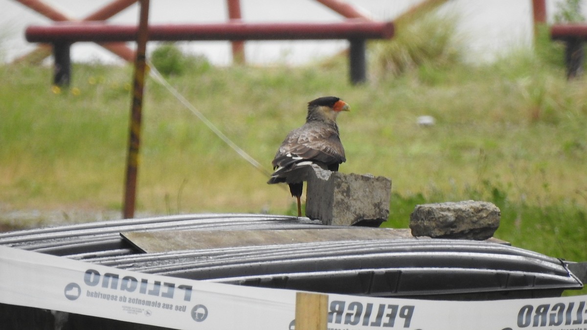 Caracara huppé - ML626327299