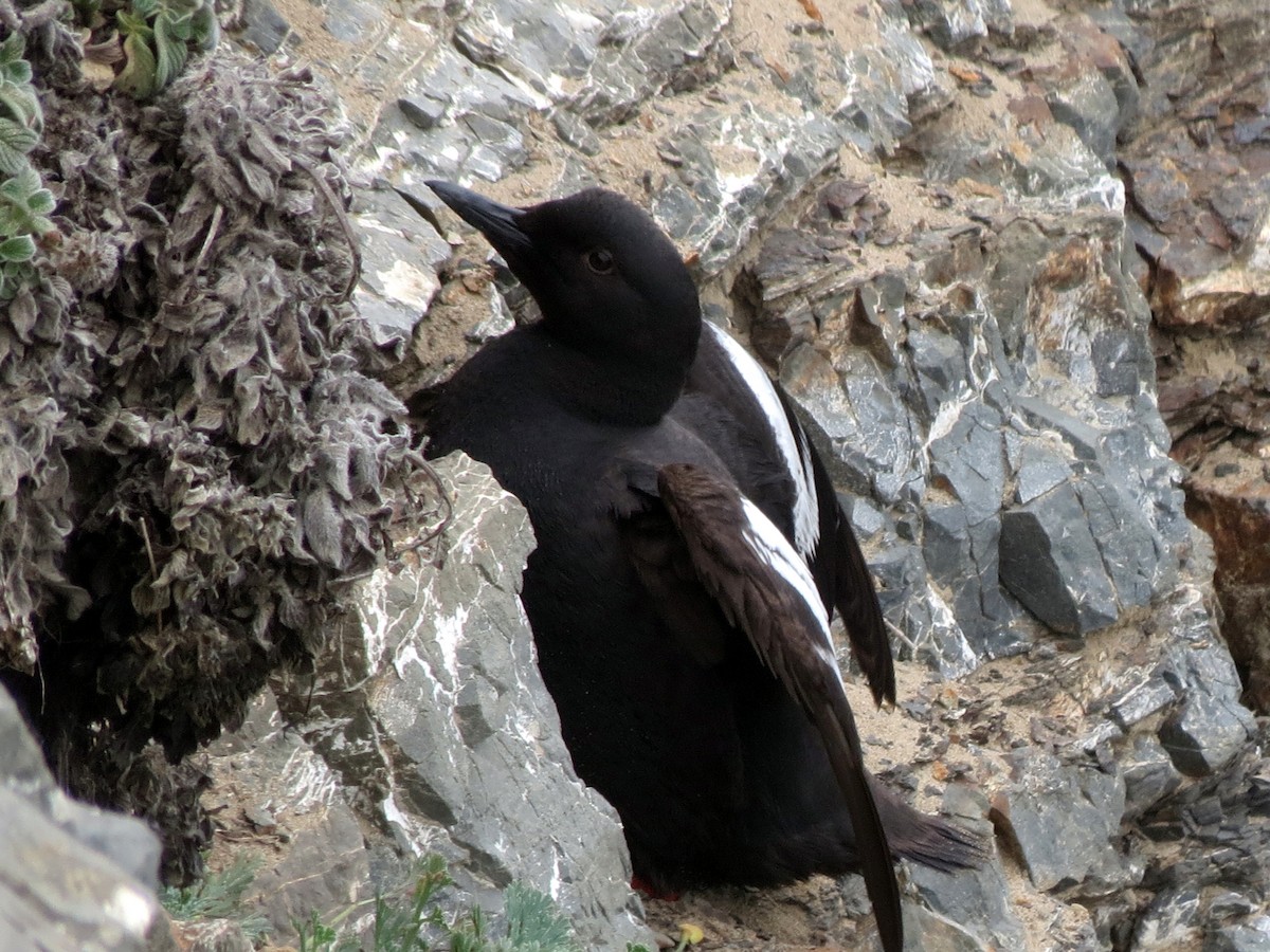 Pigeon Guillemot - ML626327326