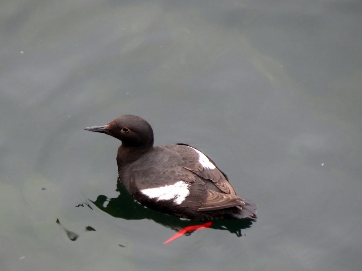 Pigeon Guillemot - ML626327327