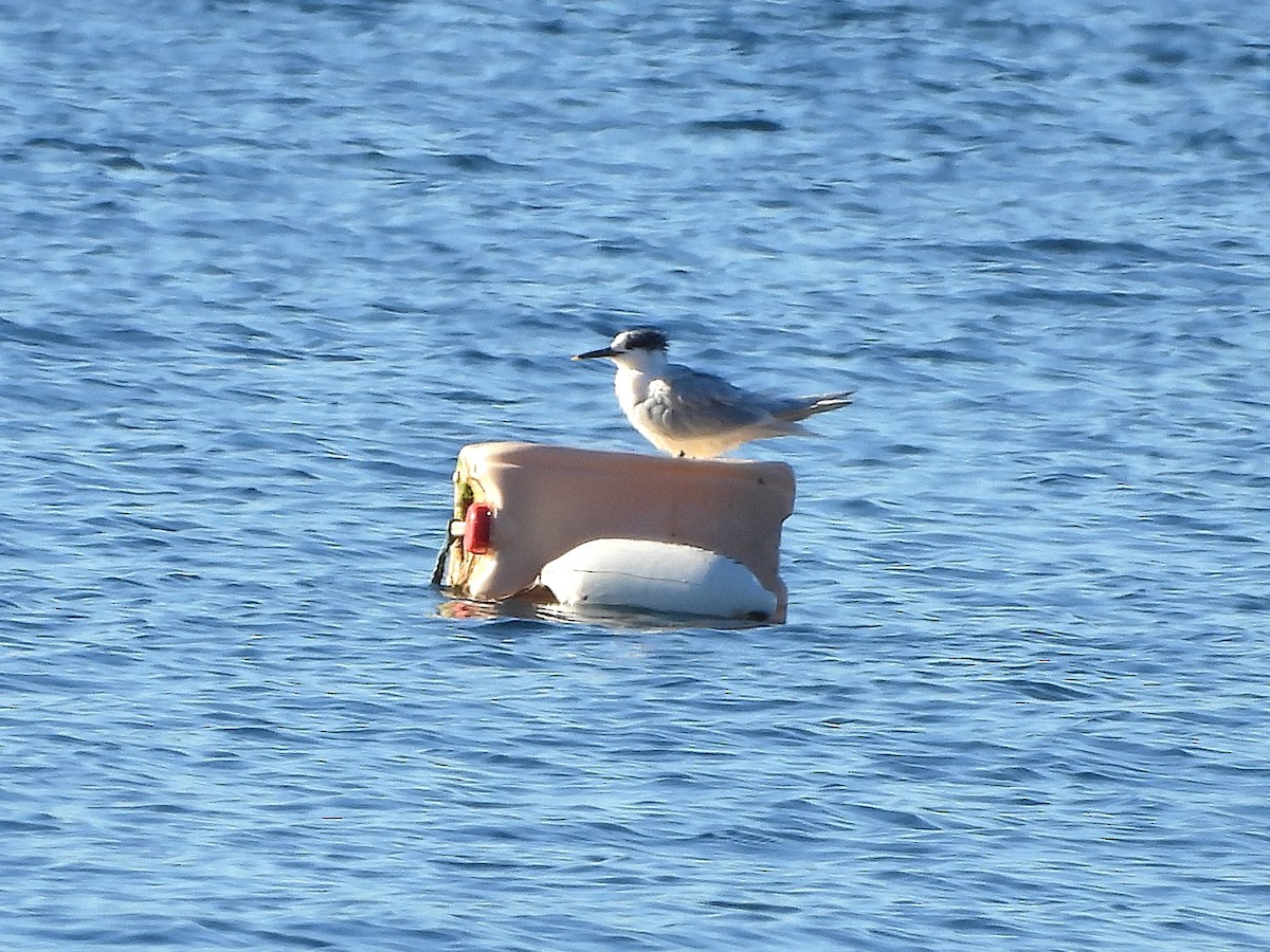 Sandwich Tern - ML626327542