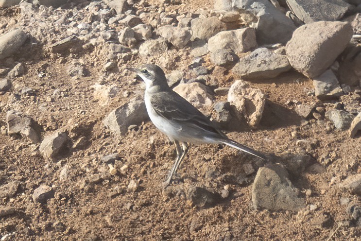 Eastern Yellow Wagtail - Javi Elorriaga