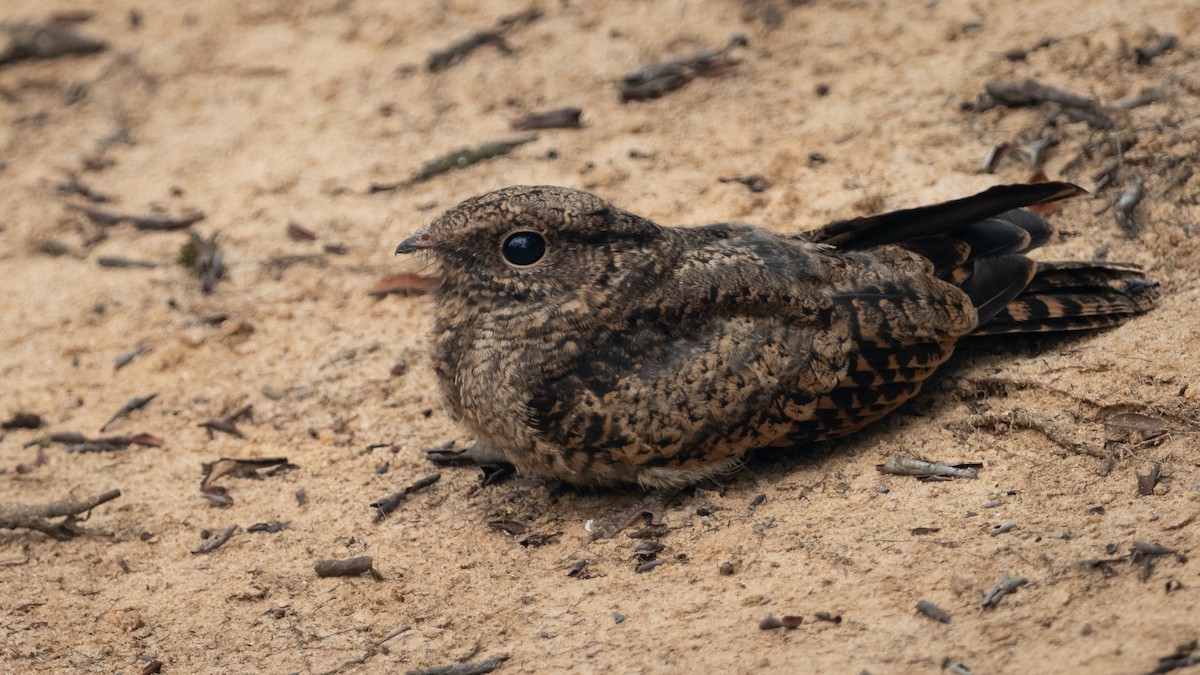 Ladder-tailed Nightjar - ML626327848