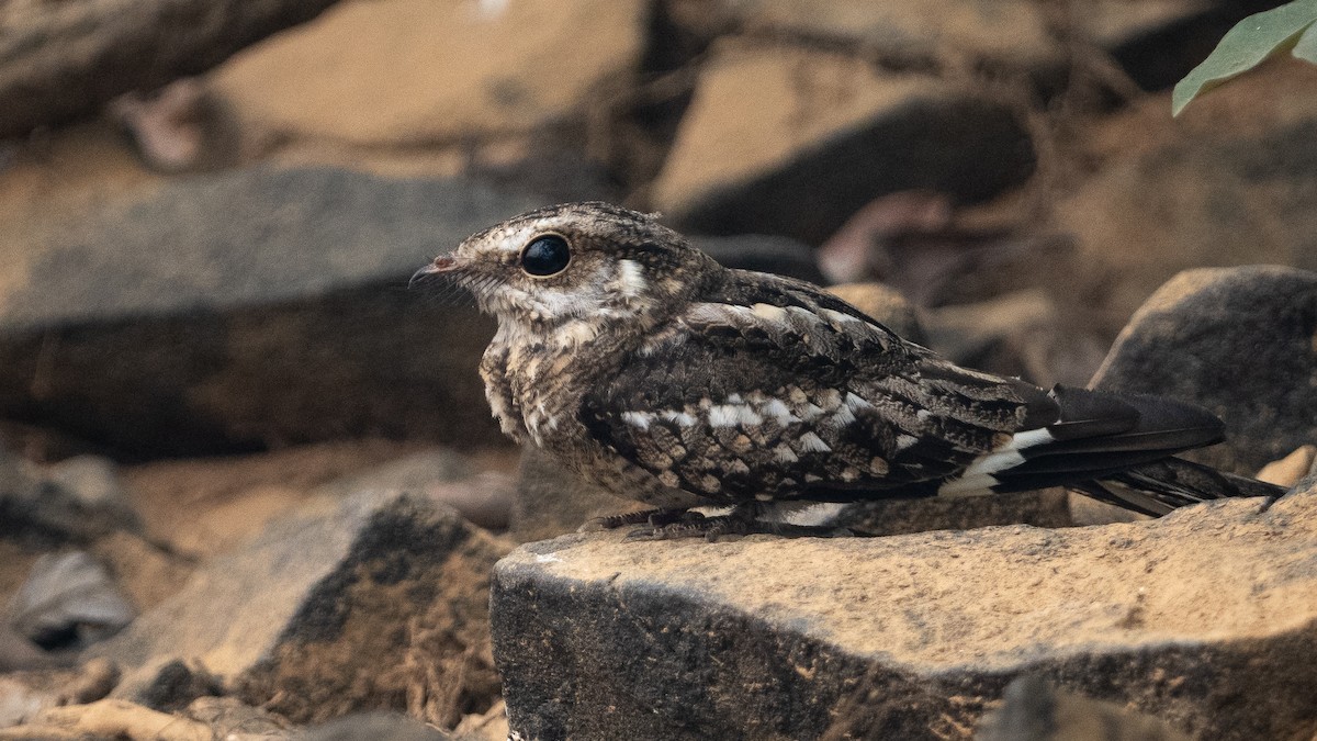 Ladder-tailed Nightjar - ML626327862