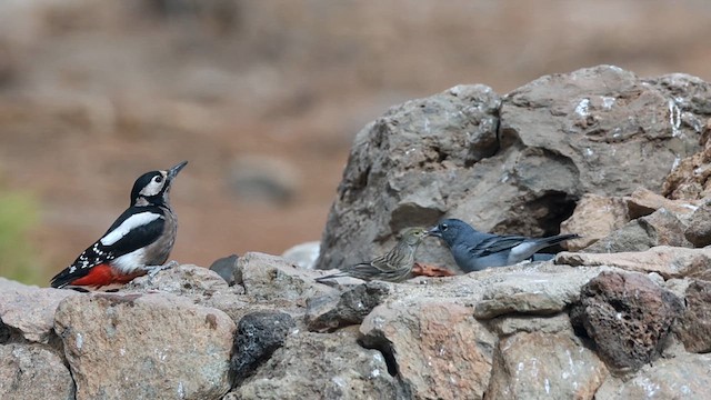 Tenerife Blue Chaffinch - ML626328102