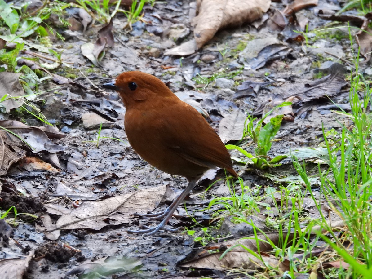 Chestnut Antpitta - ML626328577