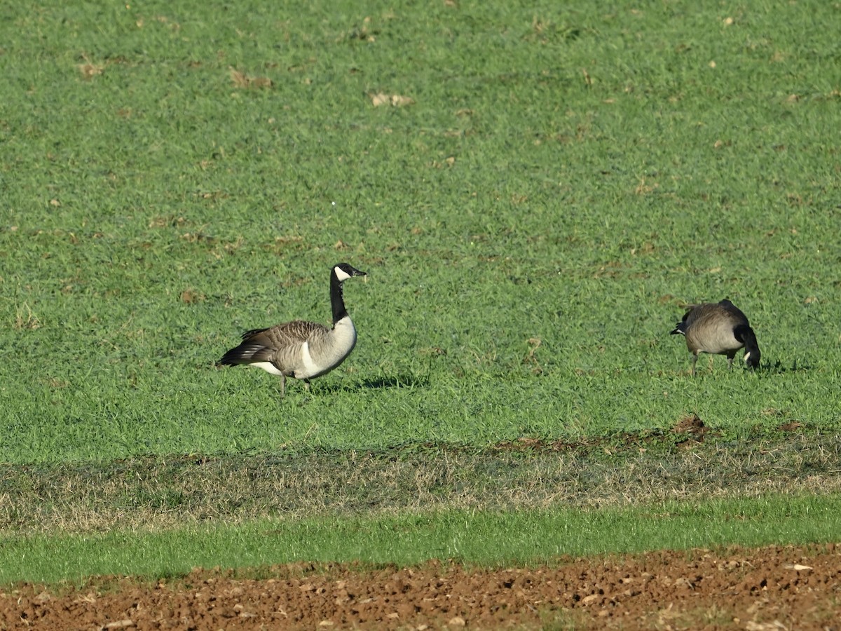 Canada Goose - ML626328610