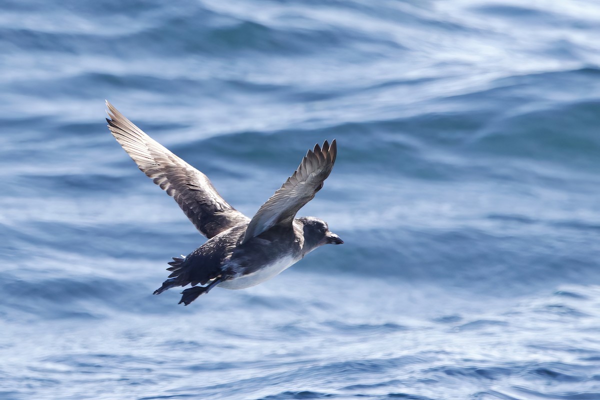 Cassin's Auklet - ML626328637