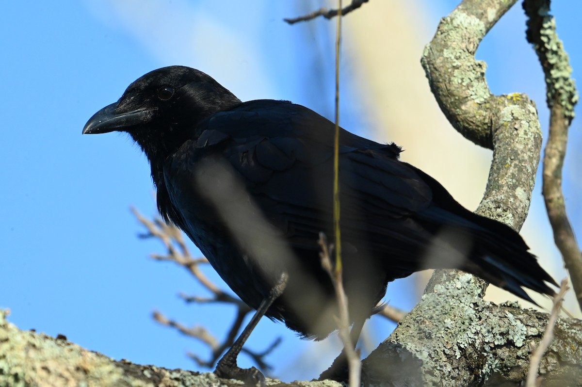 American Crow - ML626328647
