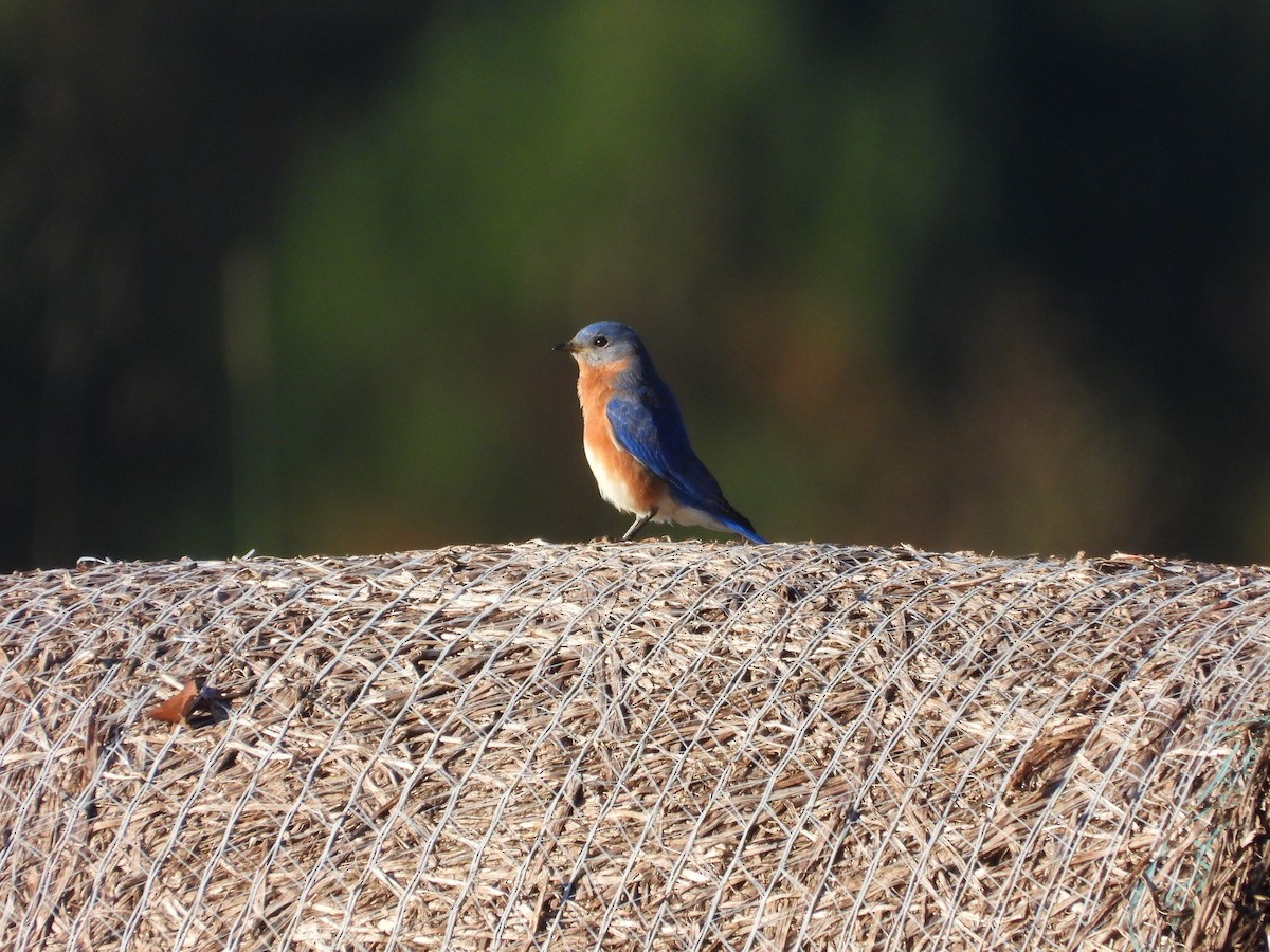 Eastern Bluebird - ML626328766