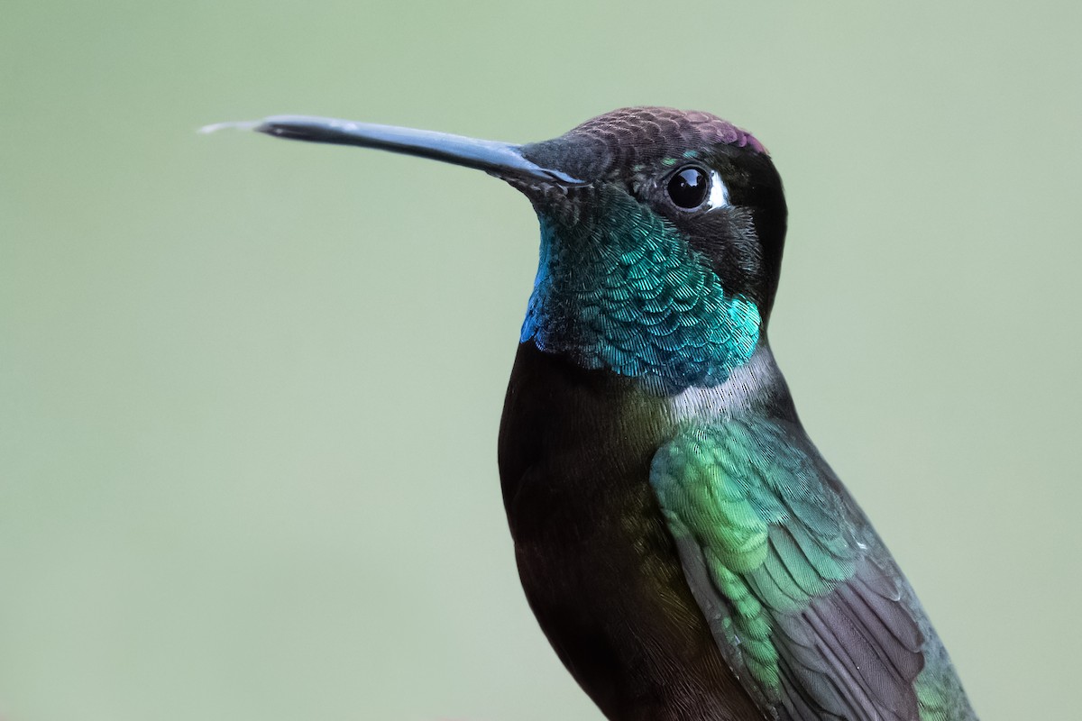 Rivoli's Hummingbird - ML626328803