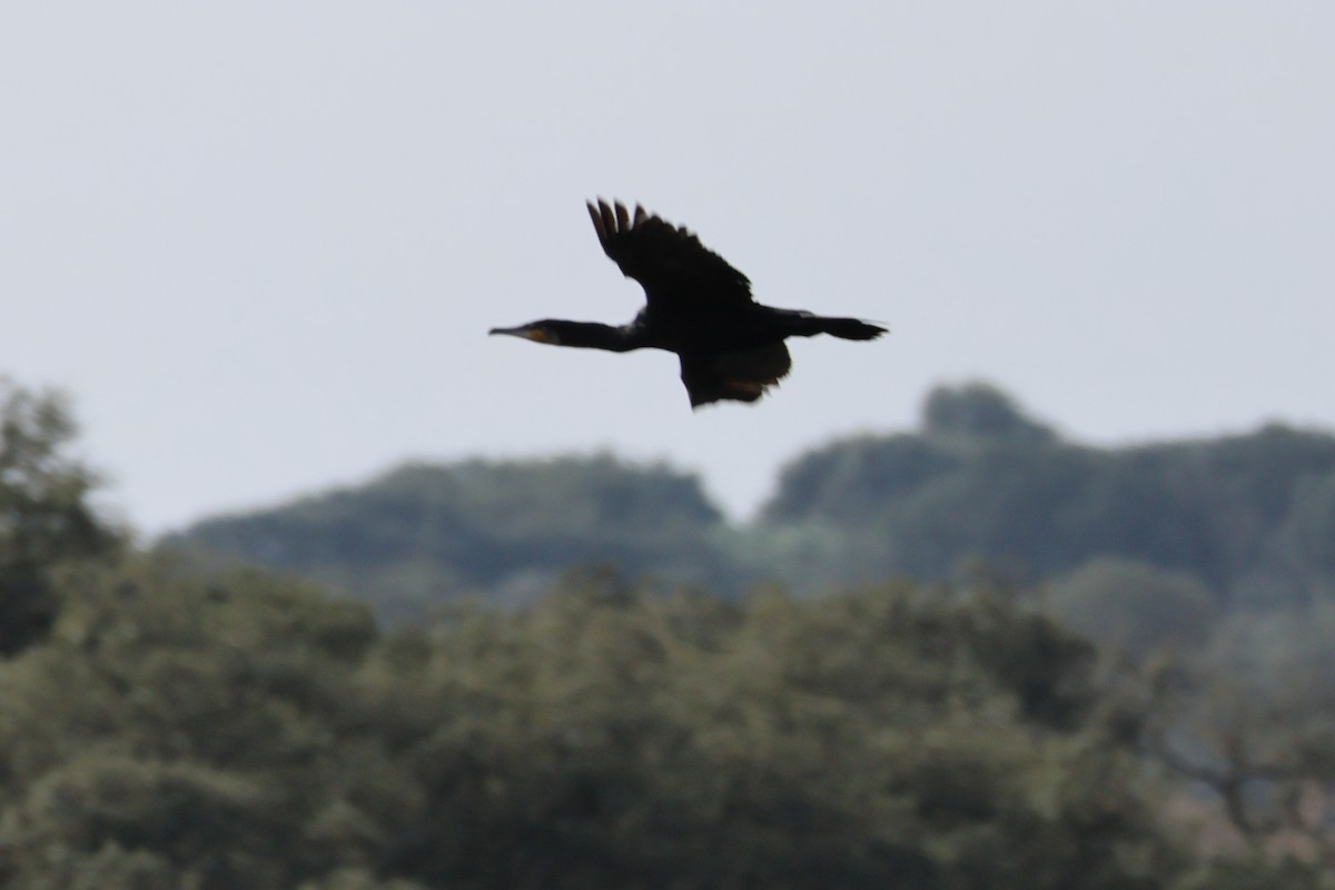 Cormorano - ML626328826