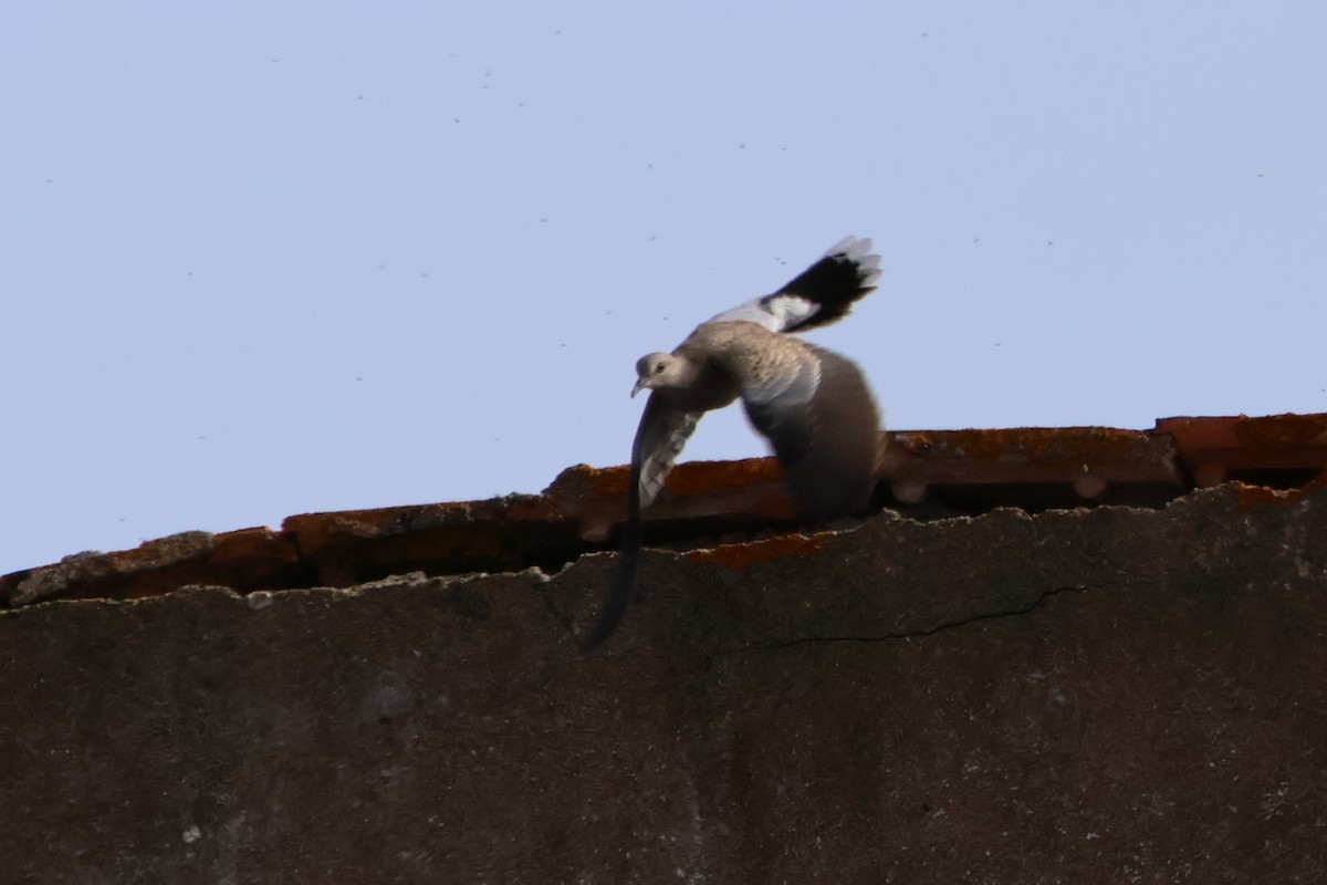 Tortora selvatica - ML626328869