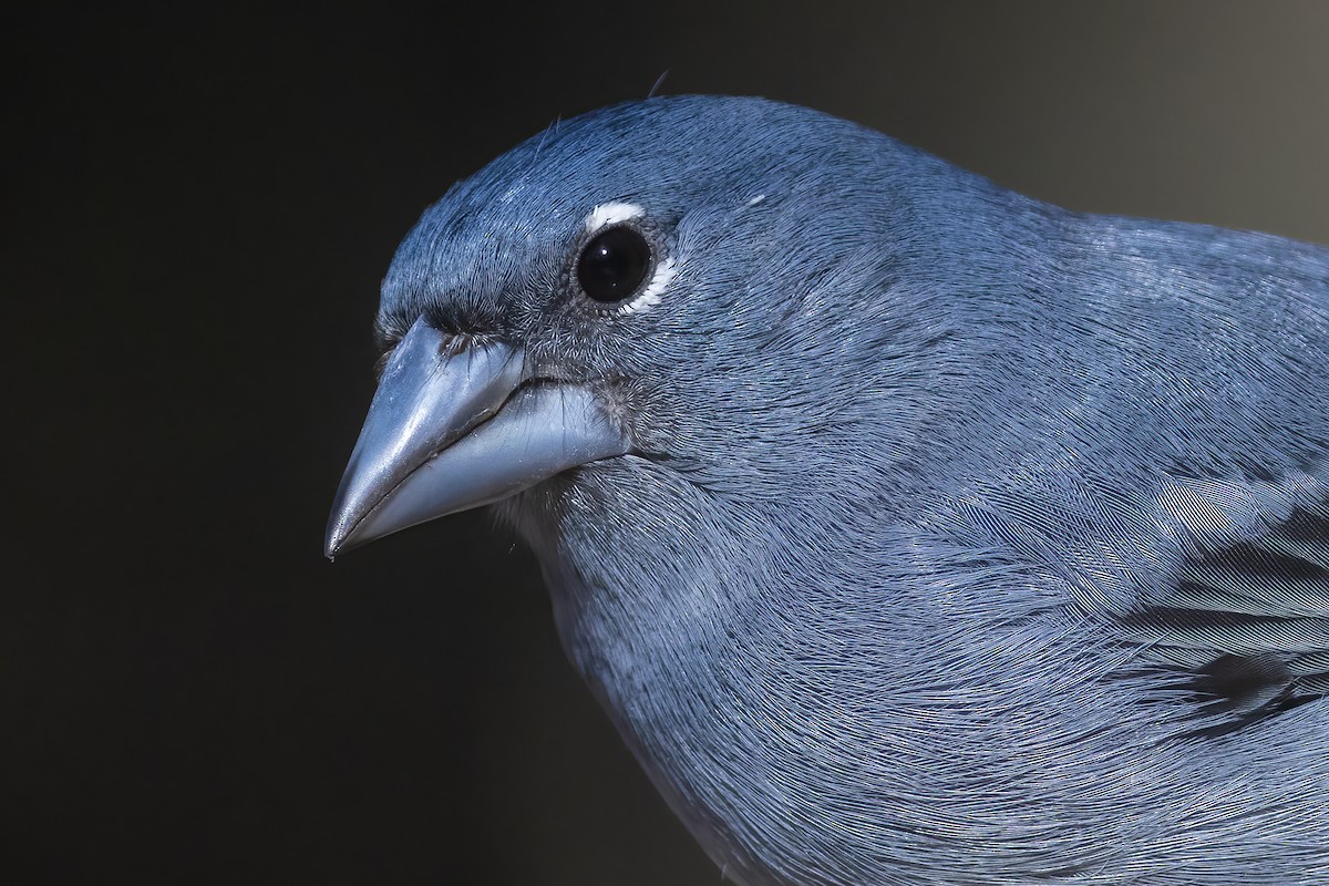 Tenerife Blue Chaffinch - ML626328971