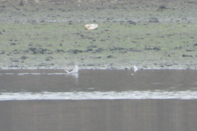 Common Greenshank - ML626329027