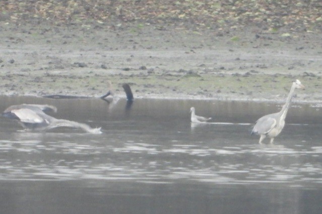 Common Greenshank - ML626329028