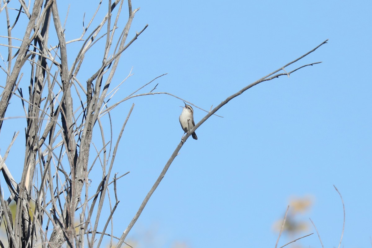 Bewick's Wren - Henry Burton