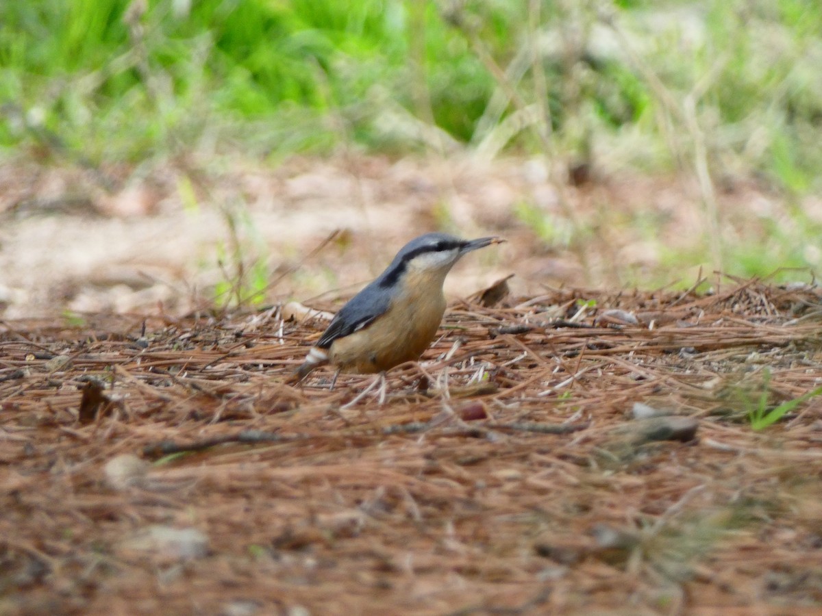 Trepador Azul (grupo europaea) - ML626329440