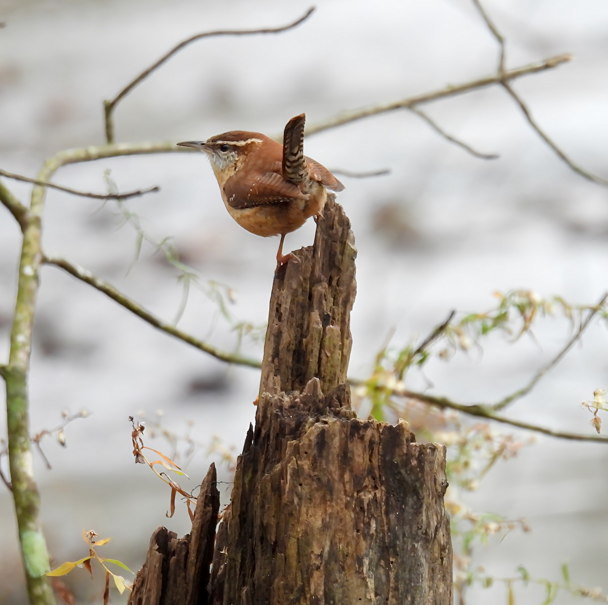 Carolina Wren - ML626329815