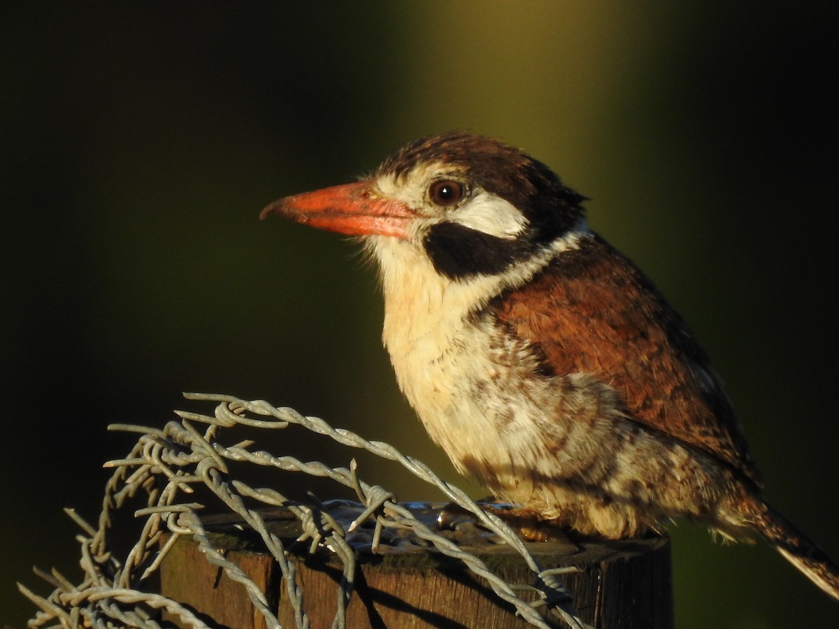 White-eared Puffbird - ML626329874