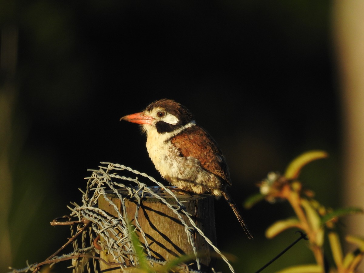 White-eared Puffbird - ML626329875