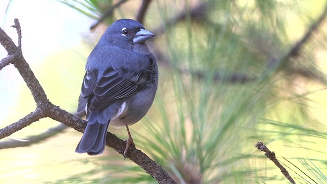 Tenerife Blue Chaffinch - ML626330179