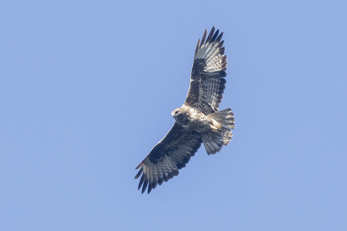 Buse variable (insularum) - ML626330611