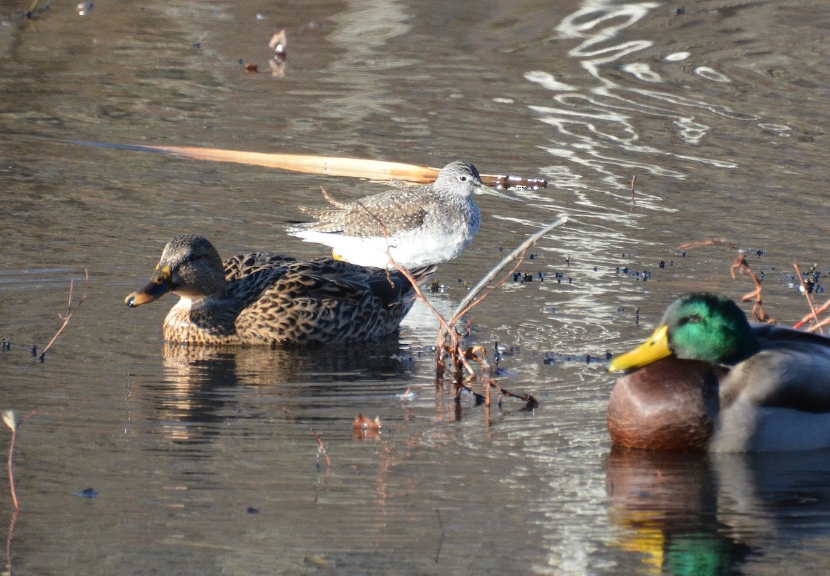 Greater Yellowlegs - ML626330871