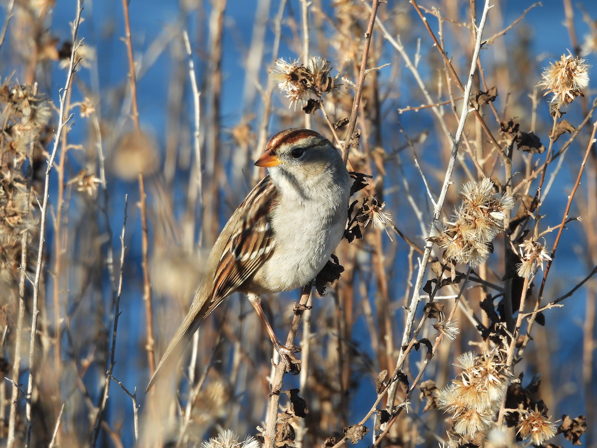 White-crowned Sparrow - ML626331179