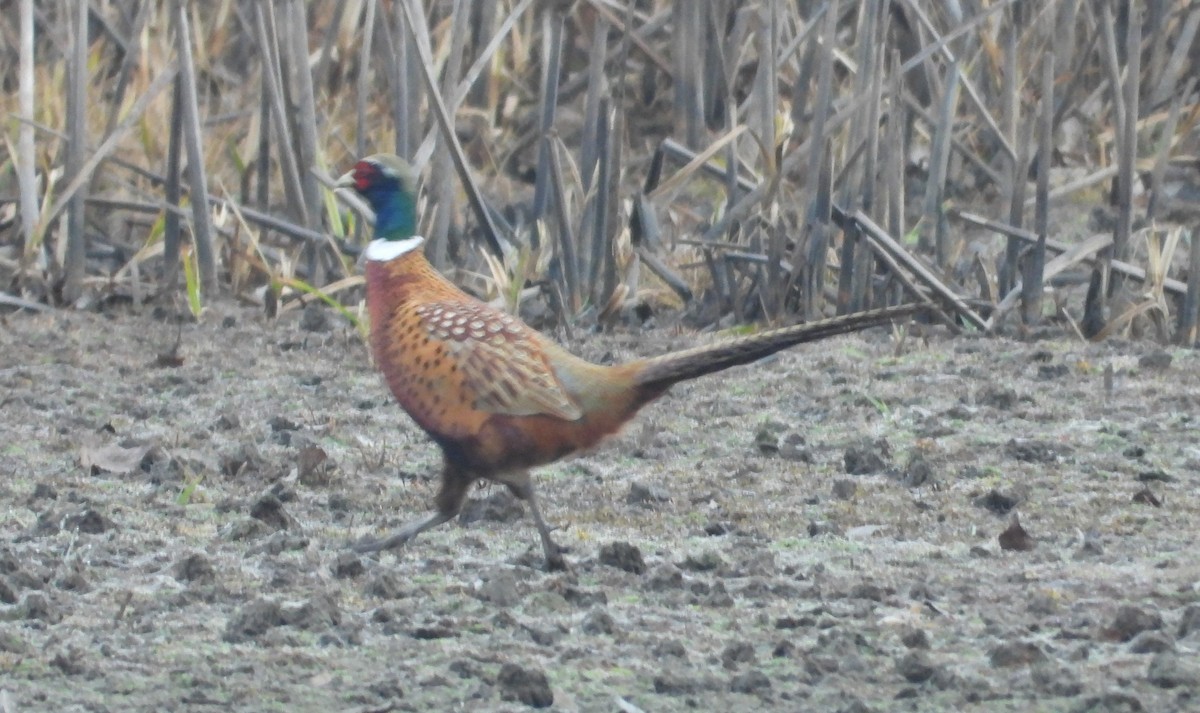 Ring-necked Pheasant - ML626331371