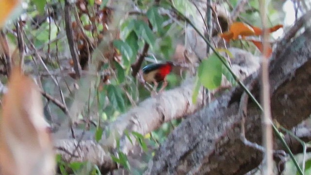 Elegant Pitta - ML626331377