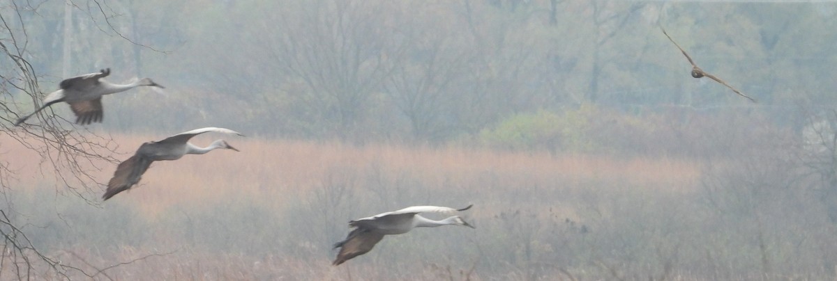 Sandhill Crane - ML626331391