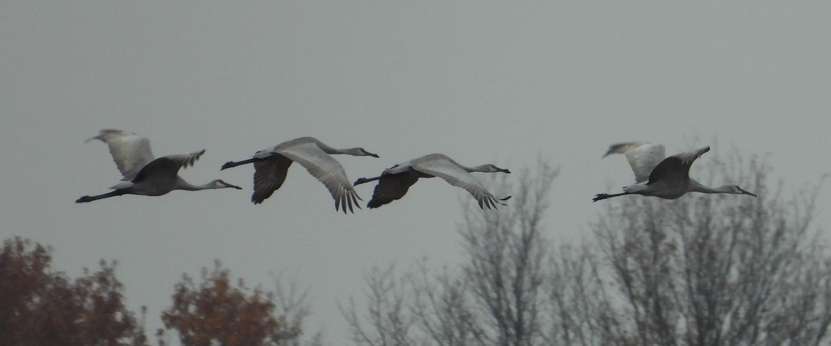 Sandhill Crane - ML626331392