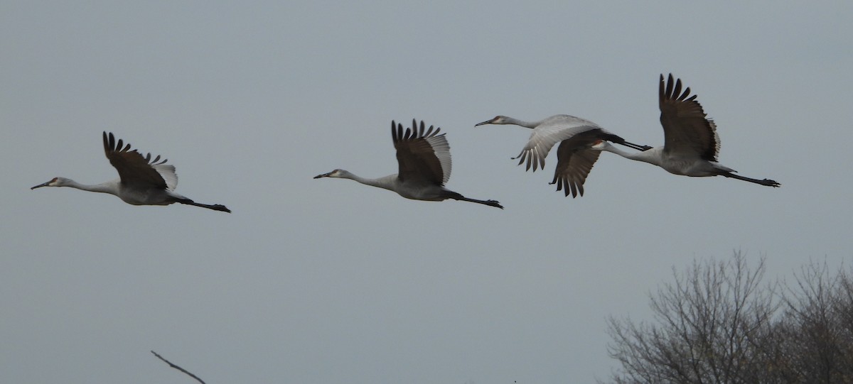 Sandhill Crane - ML626331393