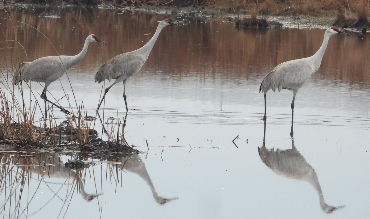 Sandhill Crane - ML626331394