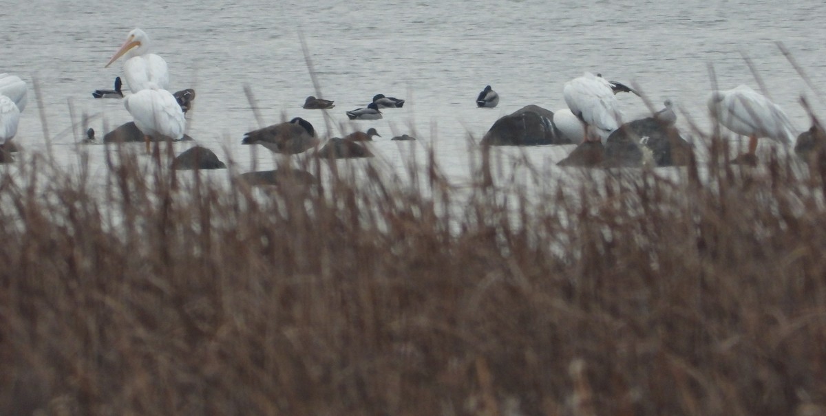 American White Pelican - ML626331403