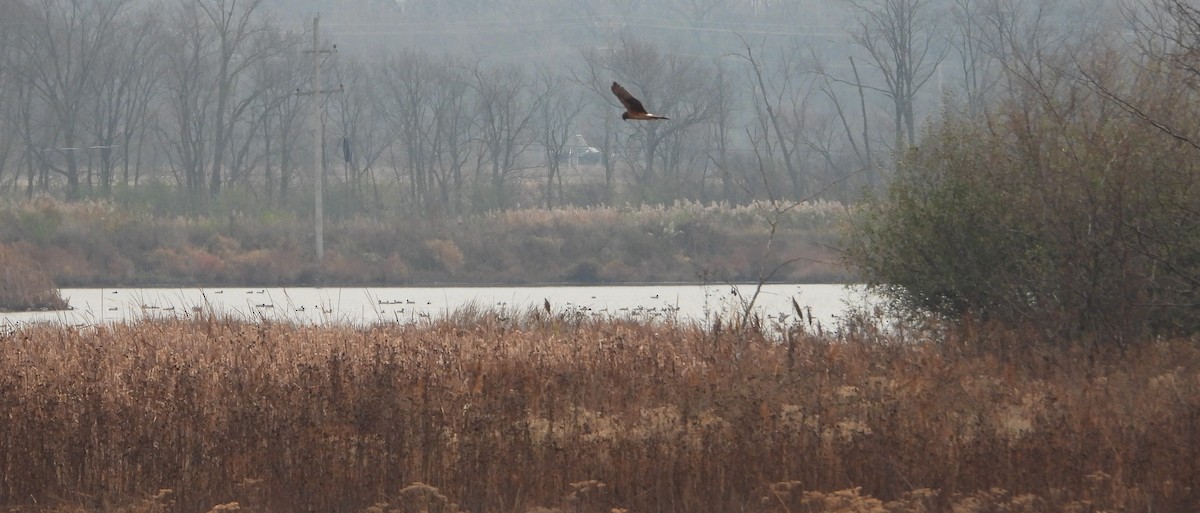 Northern Harrier - ML626331410