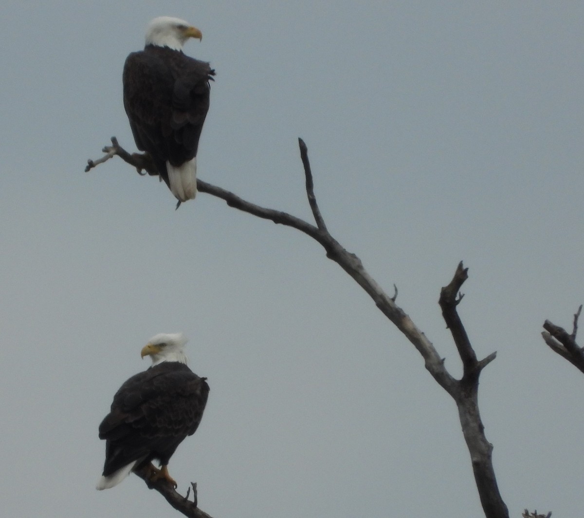 Bald Eagle - ML626331426