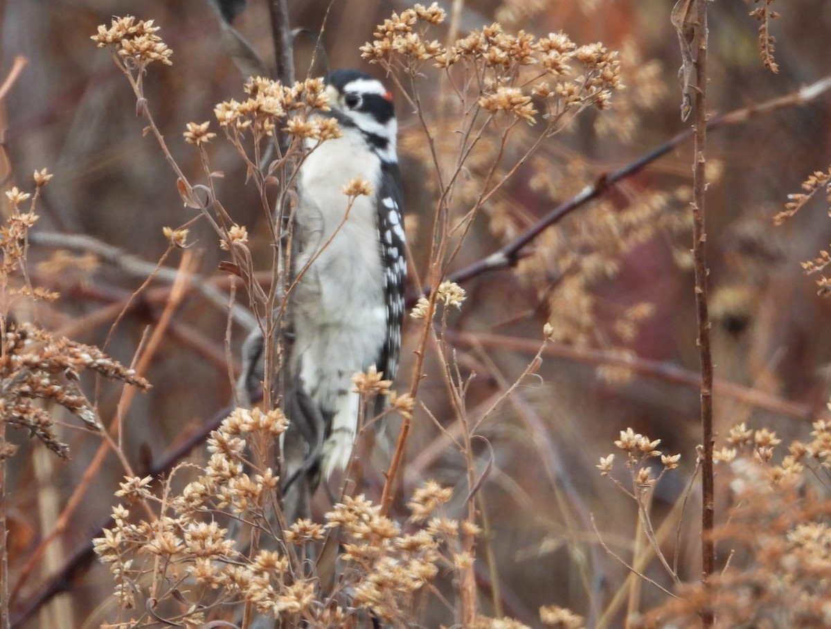 Downy Woodpecker - ML626331441