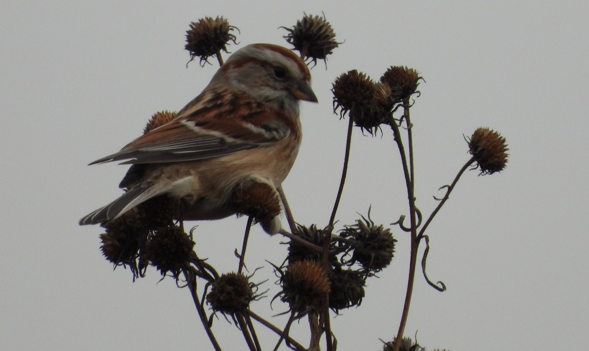 American Tree Sparrow - ML626331458