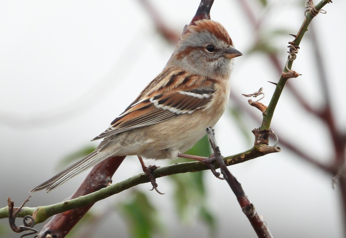 American Tree Sparrow - ML626331459