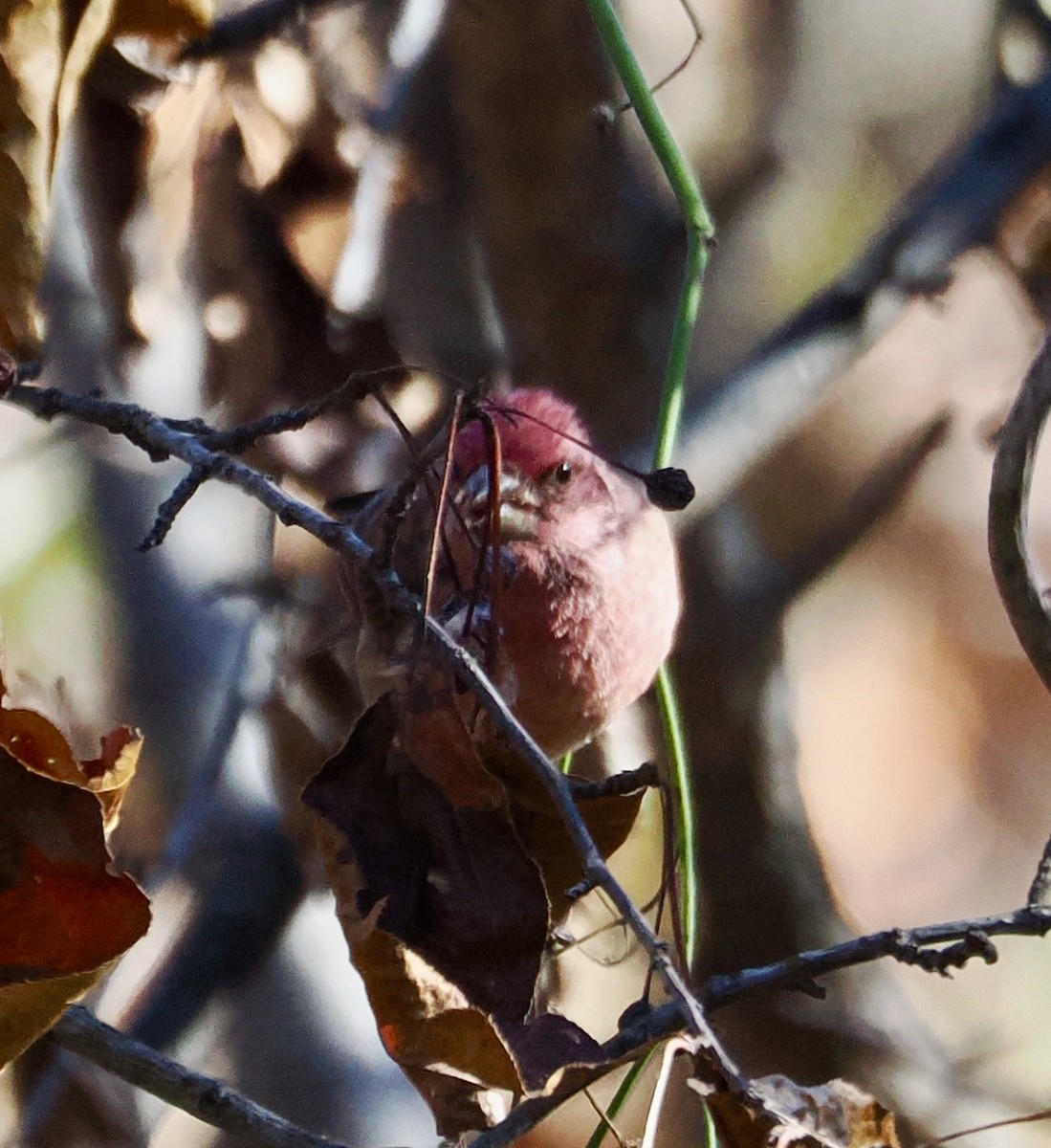 Purple Finch - ML626331477