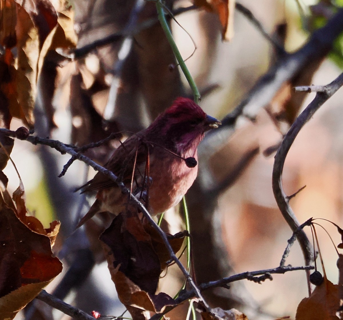 Purple Finch - ML626331478