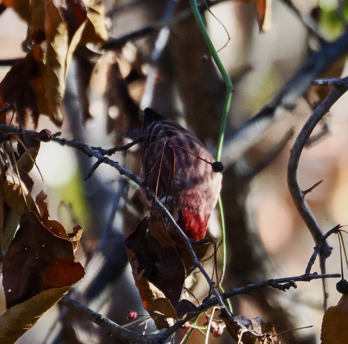 Purple Finch - ML626331479