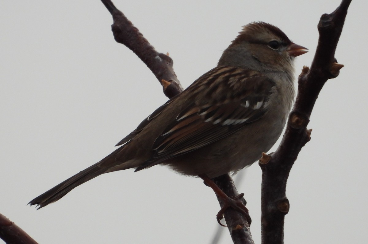 White-crowned Sparrow - ML626331494