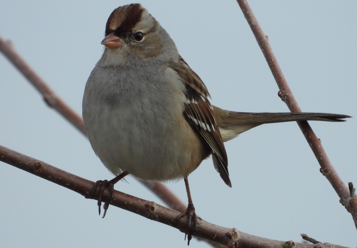 White-crowned Sparrow - ML626331495