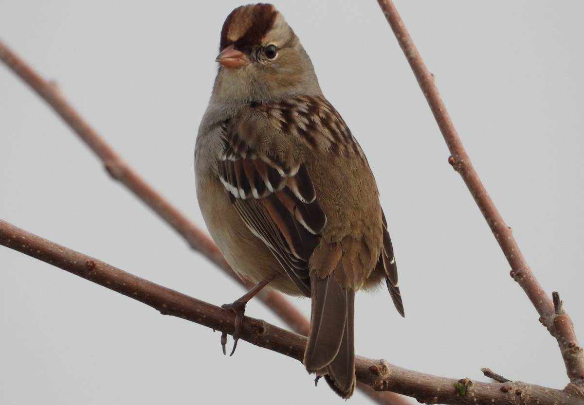 White-crowned Sparrow - ML626331496